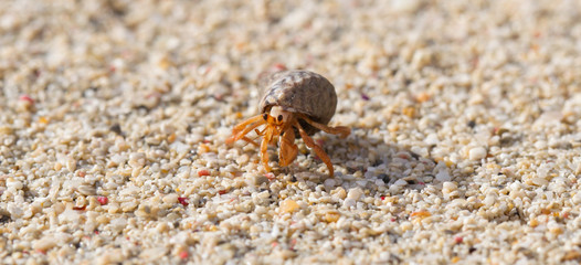 Very small lobster in a small shell