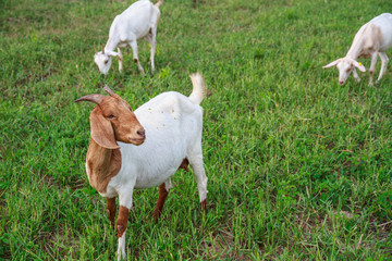 Fototapeta premium Goat farm
