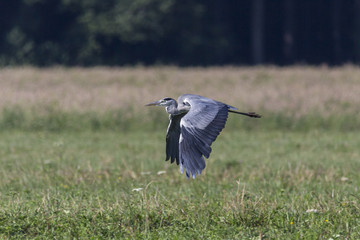 Ein fliegender Graureiher im Tiefflug über einer Wiese