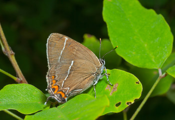 Fototapeta na wymiar Butterfly (Thecla eximia) 2