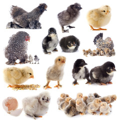 young chicks and chicken - obrazy, fototapety, plakaty