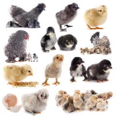 Foto op Plexiglas jonge kuikens en kip © cynoclub