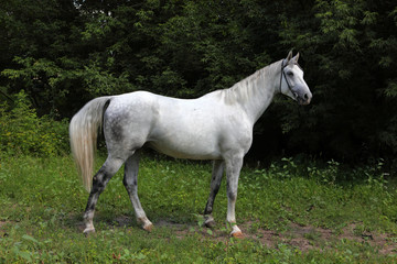 Obraz na płótnie Canvas Andaluzyjski koń portret