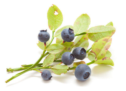 bilberry isolated