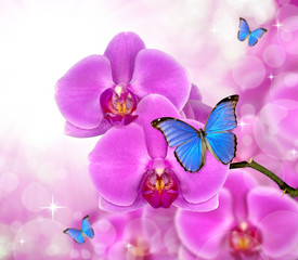 Beautiful purple orchid with butterflies Morpho
