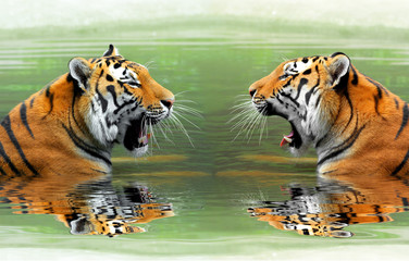 Fototapeta premium Siberian Tigers in water