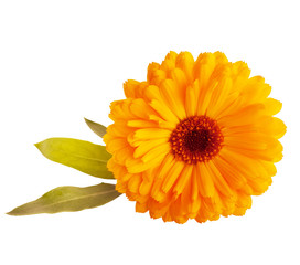 Marigold flower isolated on a white background