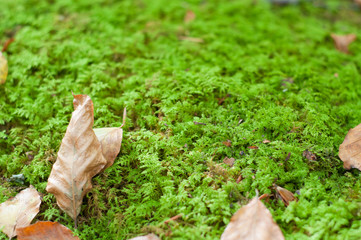 Dry leaves in te ground, covered on moss