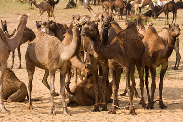 Camel at the Pushkar Fair in Rajasthan, India
