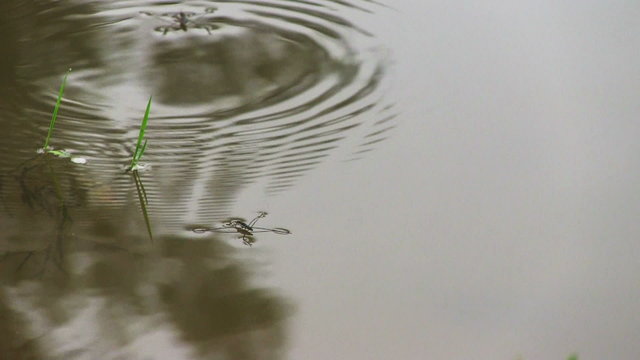 Pond skaters on a surface of water
