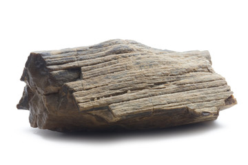 fossilized wood