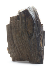 fossilized wood