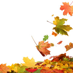 Isolated autumn leaves