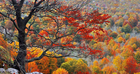 tree on a cliff with autumn colors