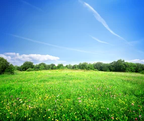 Photo sur Plexiglas Campagne Fleurs de prairie lumineuses