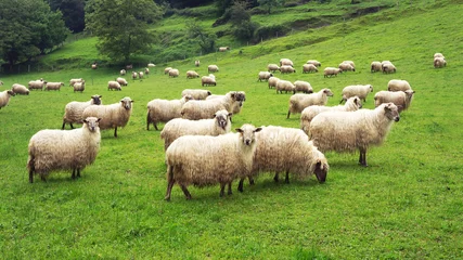 Fond de hotte en verre imprimé Moutons troupeau de moutons