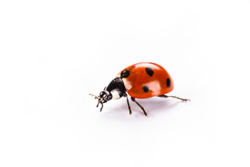 ladybug on a white background