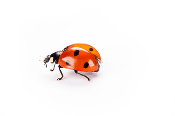 ladybug on a white background