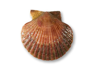 Zamburiña