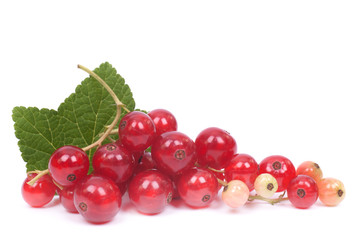 Redcurrant