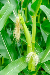 Weiblicher Blütenstand des Mais, Zea mays