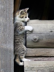 Kitten climbing on stacked wood