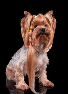 Yorkshire Terrier with long curl of hair