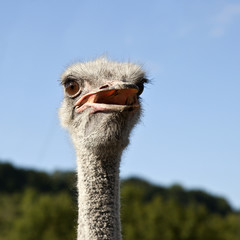 Tête d'autruche - Ostrich head © JMP de Nieuwburgh