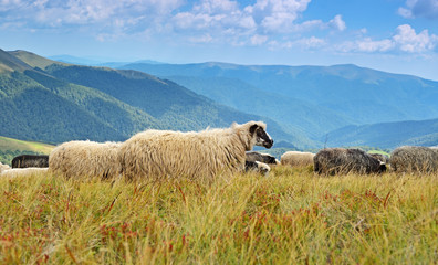 Obraz premium mountain landscape