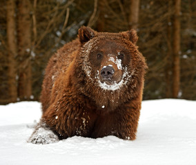 Brown bear