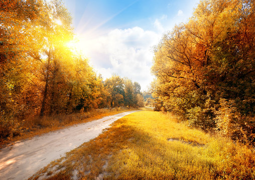 Fototapeta Road in a colorful autumn forest