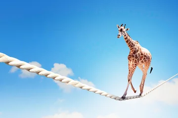 Badezimmer Foto Rückwand Giraffe läuft am Seil © Sergey Nivens