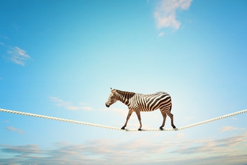 Fototapeta na wymiar Zebra chodzenie na linie