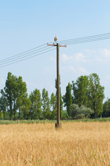 Old wooden poles-the electricity transmissions-in the field