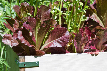 red lettuce