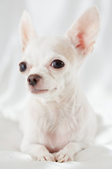 Close-up portrait of chihuahua lying on white bedding