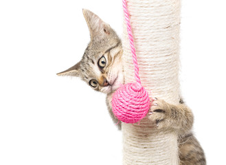 Small cat playing