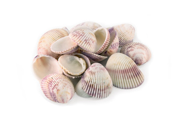 Sea shells isolated on white