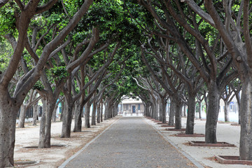 Alley in Casablanca, Morocco, North Africa © philipus