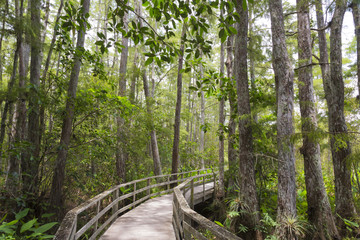 Boardwalk through a Wood of Pond Cypresses, Florida