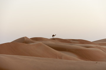 Silhouette of Dromedary (Camelus dromedarius), Oman