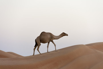 Dromedary (Camelus dromedarius) walking on a Dune, Wahiba, Oman