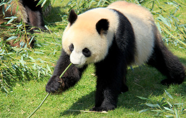 Fototapeta premium Panda géant d'un zoo mangeant du bambou