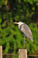 Grey Heron (Ardea cinerea)