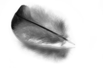 Feather.