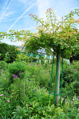 Garten von Claude Monet in Giverny, Frankreich
