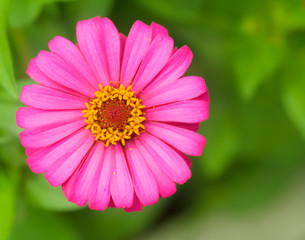 Obraz premium Pink zinnia.