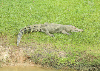 Crocodile resting on the grass