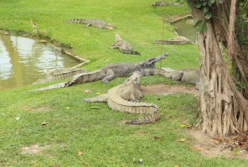 Fototapeta na wymiar Crocodile resting on the grass