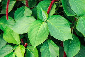 Chenille Plant leafs